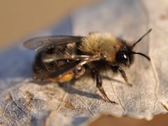 Andrena clarkella